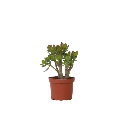 Okroglolistna tolstolistnica - Crassula ovata 'Minor' - Višina 30-35cm - ⌀17cm