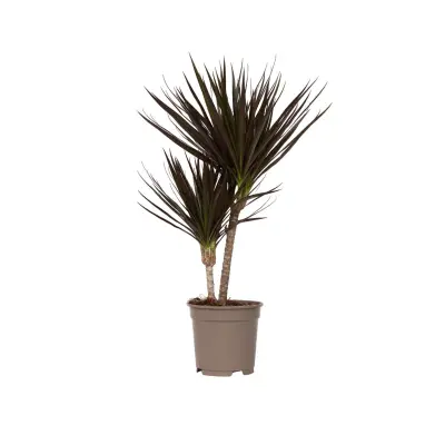 Dracena - Dracaena marginata 'Magenta' - Višina 70-80cm - ⌀17cm