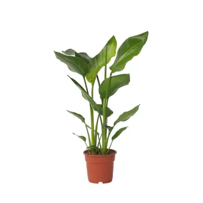 Strelicija - Strelitzia nicolai - Višina 55-70cm - ⌀17cm
