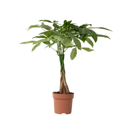 Vodna pahira - Pachira aquatica - Višina 60-70cm - ⌀17cm