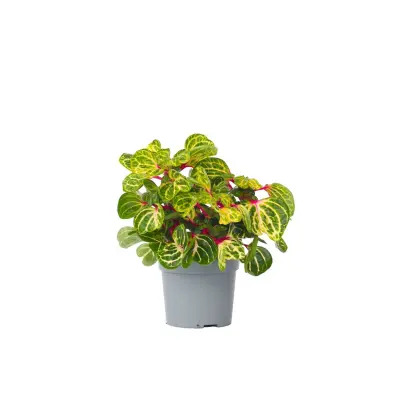 Irezina - Iresine herbstii - Višina 20-30cm - ⌀13cm
