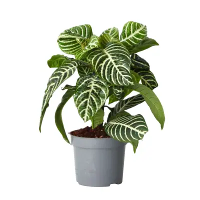 Zebrasta afelandra - Aphelandra squarrosa 'Botanica' - Višina 25-45cm - ⌀13cm