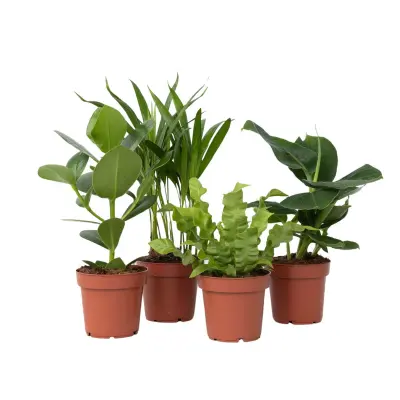 Sobne rastline 'Zeleni kvartet' - 4 kos - Višina 25-40cm - ⌀12cm