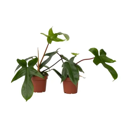 Filodendron - 2 kos - Philodendron 'Florida Green' - Višina 20-30cm - ⌀12cm