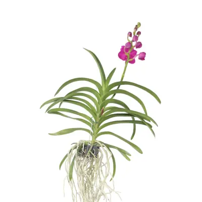 Orhideja vanda - Vanda 'Pink' - Višina 55-65cm
