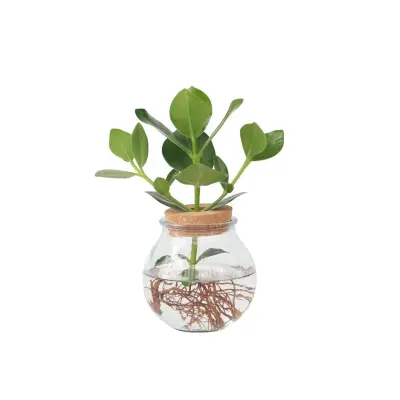 Balzam jabolko - Clusia rosea 'Princess' - Višina 25-35cm - ⌀20cm