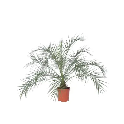 Kanarski datljevec - Phoenix roebelenii - Višina 80-90cm - ⌀21cm