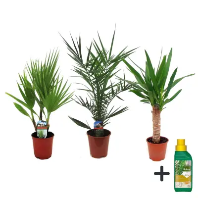 Notranja mešanica Palm - 3 kos - Indoor Palmmix - Pokon - Višina 50-70cm - ⌀14cm