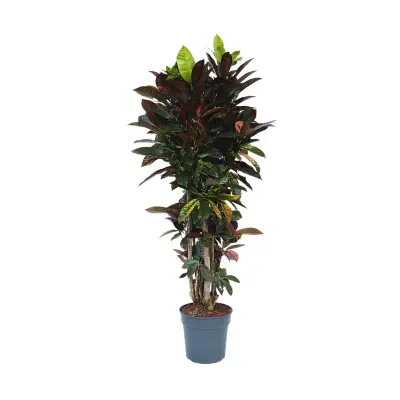 Kroton - Codiaeum variegatum 'Mrs. Iceton' - Višina 140-150cm - ⌀31cm