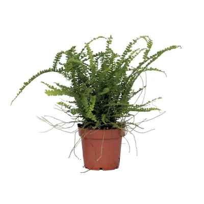 Nefrolepsis - Nephrolepis 'Duffii' - Višina 25-40cm - ⌀12cm