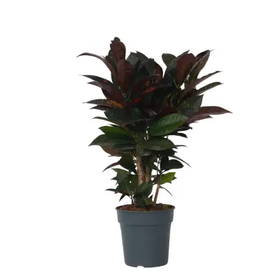 Kroton - Codiaeum variegatum 'Mrs. Iceton' - Višina 60-70cm - ⌀19cm