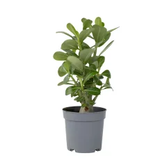 Tolsti adenij - Adenium obesum - Višina 25-40cm - ⌀10,5cm