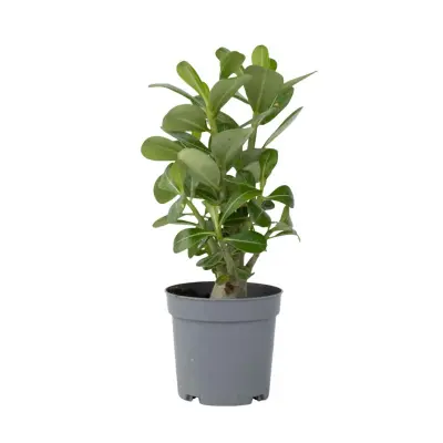 Tolsti adenij - Adenium obesum - Višina 25-40cm - ⌀10,5cm