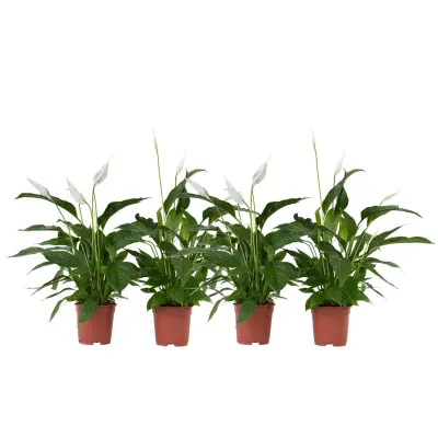 Spatifil - 4 kos - Spathiphyllum 'Lima' - Višina 60-75cm - ⌀12cm
