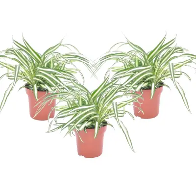 Rastlina pajek - 3 kos - Chlorophytum comosum 'Atlantic' - V25-40cm - ⌀12cm