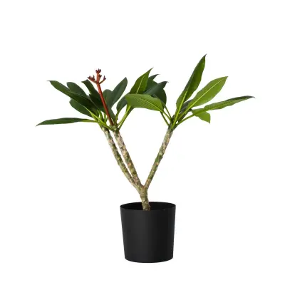 Plumerija - Plumeria rubra 'Bela' - Višina 55-70cm - ⌀17cm