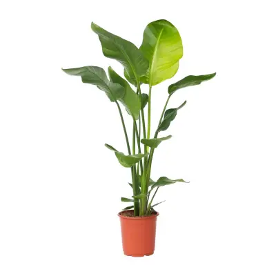Strelicija - Strelitzia nicolai - Višina 90-110cm - ⌀21cm