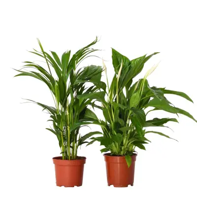 Zeleni duo - 2 kos - Spathiphyllum, Dypsis lutescens - Višina 60-75cm - ⌀17cm