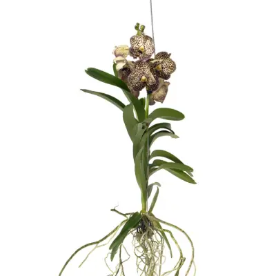 Orhideja vanda - Vanda 'Ocelot Mocha' - Višina 55-65cm