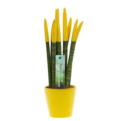 Taščin jezik - Sansevieria cylindrica - Višina 20-40cm - ⌀9cm