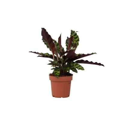 Kalateja - Goeppertia insignis - Višina 30-40cm - ⌀12cm