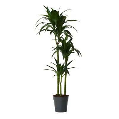 Dracena - Dracaena deremensis 'Janet Craig' - Višina 140-150cm - ⌀24cm