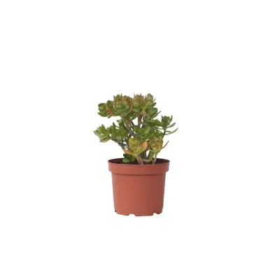 Okroglolistna tolstolistnica - Crassula ovata 'Minor' - Višina 45-50cm - ⌀23cm
