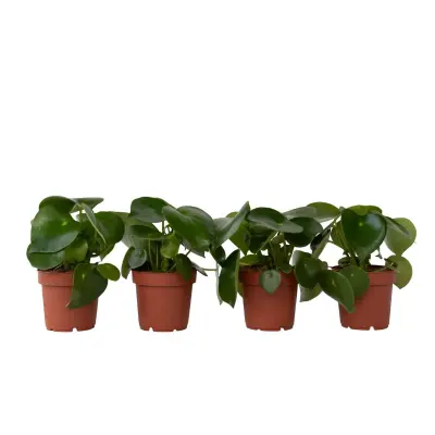 Poprovka - 4 kos - Peperomia polybotrya - Višina 20-30cm - ⌀12cm