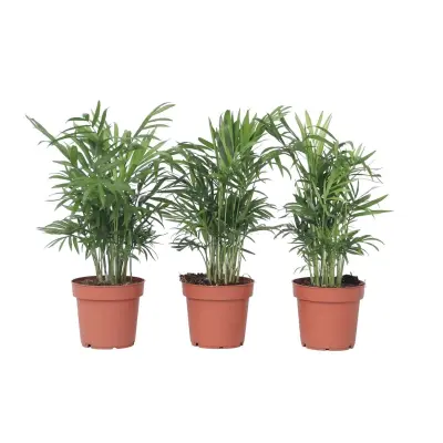 Gorska palma - 3 kos - Chamaedorea elegans - Višina 30-40cm - ⌀12cm