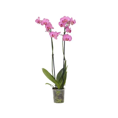 Falenopsis - Phalaenopsis - Višina 50-60cm - ⌀12cm