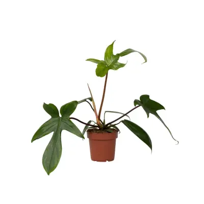 Filodendron - Philodendron 'Florida Green' - Višina 20-30cm - ⌀12cm