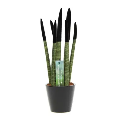 Taščin jezik - Sansevieria cylindrica - Višina 20-40cm - ⌀9cm