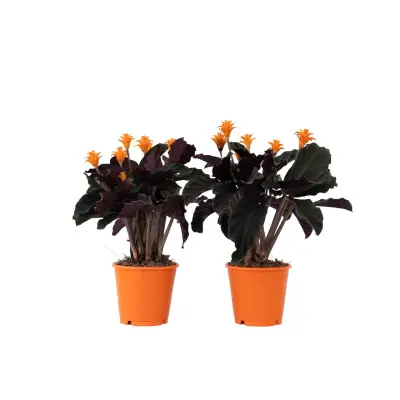 Kalateja - 2 kos - Calathea crocata 'Tassmania' - Višina 40-50cm - ⌀14cm