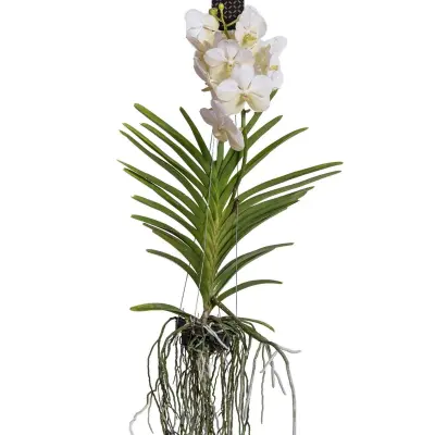 Orhideja vanda - Vanda 'White' - Višina 55-65cm