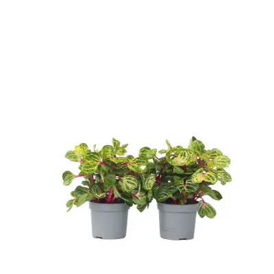 Irezina - 2 kos - Iresine herbstii - Višina 20-30cm - ⌀13cm