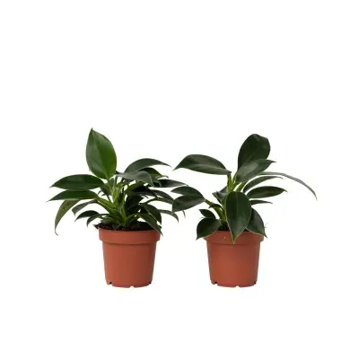Filodendron - 2 kos - Philodendron 'Green Princess' - Višina 20-30cm - ⌀12cm