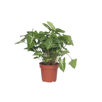Trilistni singonij - Syngonium podophyllum 'Pixie' - V25-40cm - ⌀12cm