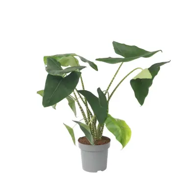 Alokazija - Alocasia 'Zebrina' - Višina 140-150cm - ⌀32cm