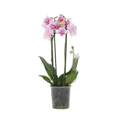 Falenopsis - Phalaenopsis Multiflora - Višina 35-45cm - ⌀12cm