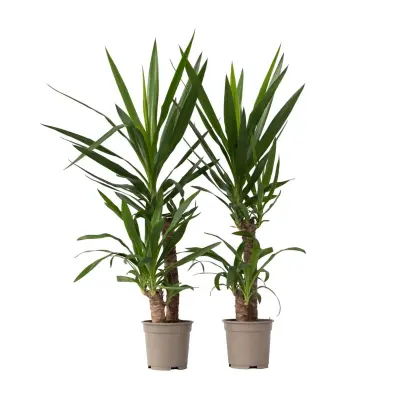 Prstasta juka - 2 kos - Yucca elephantipes - Višina 70-80cm - ⌀21cm