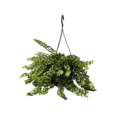 Rastlina šminke - Aeschynanthus pulcher - Višina 20-30cm - ⌀15cm