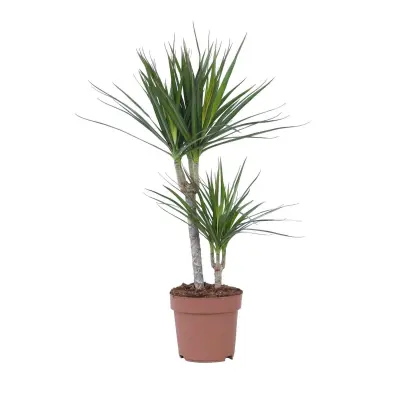 Dracena - Dracaena marginata - Višina 70-80cm - ⌀17cm