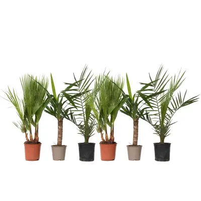 Notranja mešanica Palm - 6 kos - Indoor Palmmix - Višina 50-70cm - ⌀14cm
