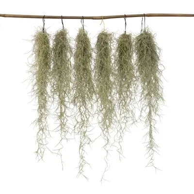 Bradasta tilandzija - 6 kos - Tillandsia usneoides - Višina 25-40cm - ⌀5cm