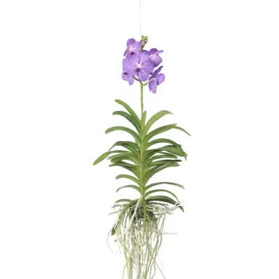 Orhideja vanda - Vanda 'Blue' - Višina 55-65cm