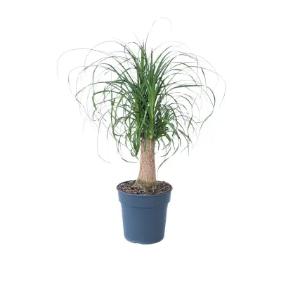 Slonova noga - Beaucarnea 'recurvata' - Višina 60-70cm - ⌀21cm
