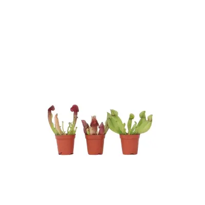 Škrlatna vrčkovka - 3 kos - Sarracenia purpurea - Višina 15-20cm - ⌀5,5cm