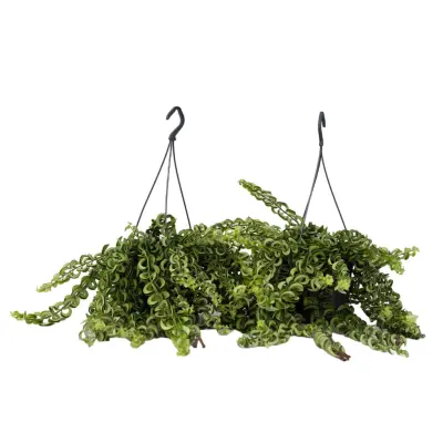 Rastlina šminke - 2 kos - Aeschynanthus pulcher - Višina 20-30cm - ⌀15cm