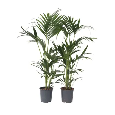 Kentia - 2 kos - Howea forsteriana - Višina 90-100cm - ⌀18cm
