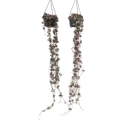Svetilnica - 2 kos - Ceropegia linearis Woodii - Višina 20-30cm - ⌀14cm